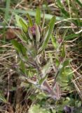 Arabidopsis arenosa