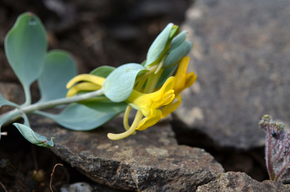 Изображение особи Corydalis nevskii.