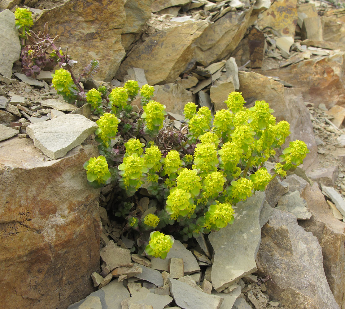 Image of Cruciata laevipes specimen.