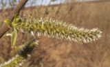 Salix dasyclados Wimm. × Salix cinerea