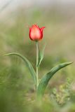 Tulipa suaveolens