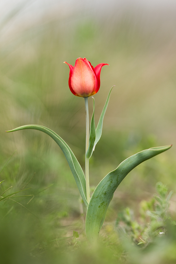 Изображение особи Tulipa suaveolens.