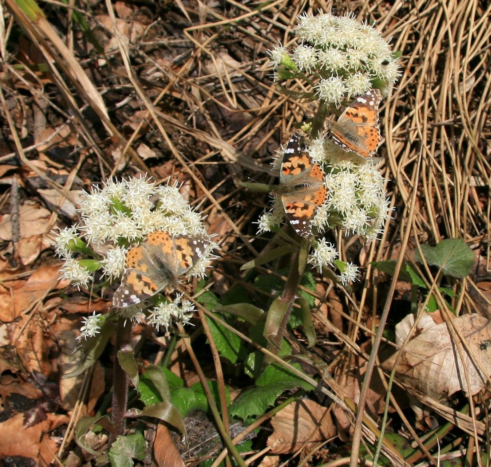 Изображение особи Petasites albus.