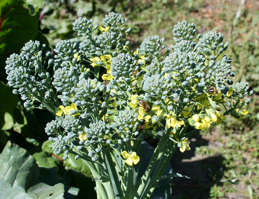 Изображение особи Brassica oleracea var. italica.