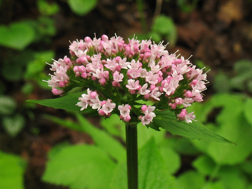 Image of Valeriana tripteris specimen.