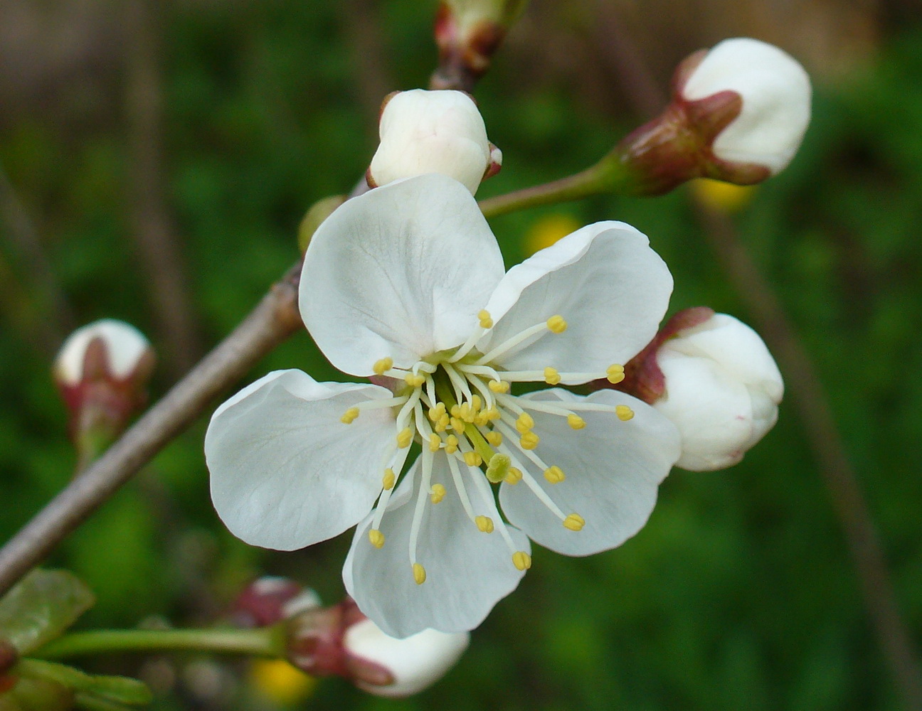 Изображение особи Cerasus vulgaris.