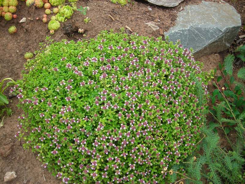Image of Thymus pulegioides specimen.
