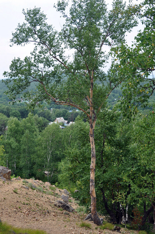 Image of Betula costata specimen.