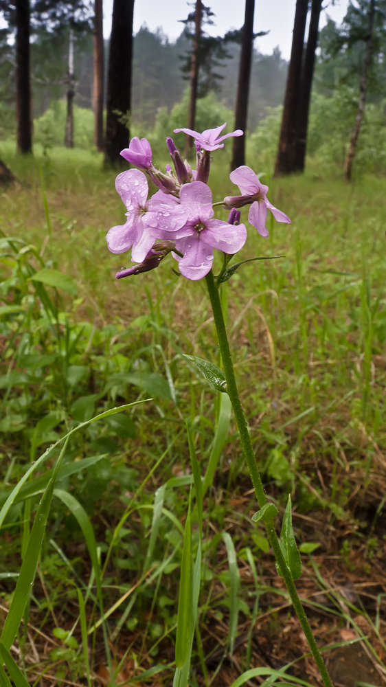 Изображение особи род Hesperis.