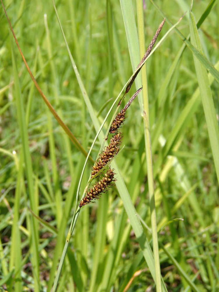 Image of Carex flacca specimen.