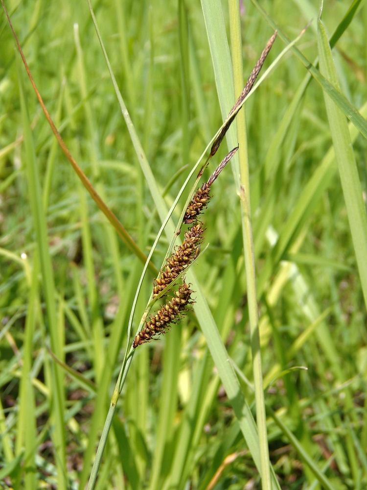 Изображение особи Carex flacca.