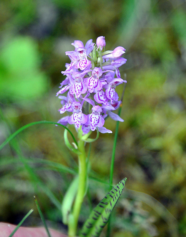 Изображение особи Dactylorhiza baltica.