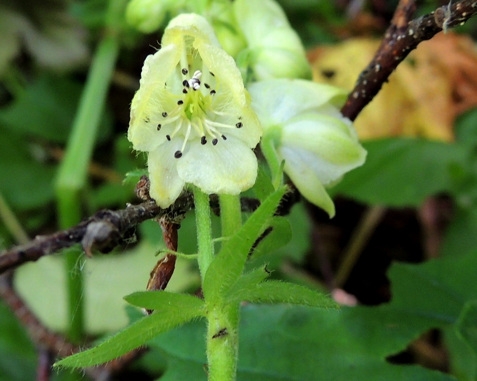 Image of Aconitum umbrosum specimen.