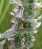 Stachys germanica. Часть соцветия. Краснодарский край, луг в пойме реки Ея между станицами Шкуринская и Канеловская. 17.07.2009.