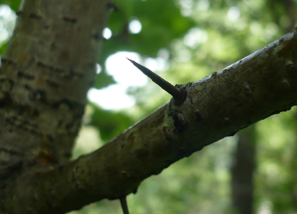 Изображение особи Crataegus sanguinea.