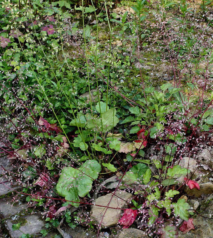 Image of Heuchera americana specimen.