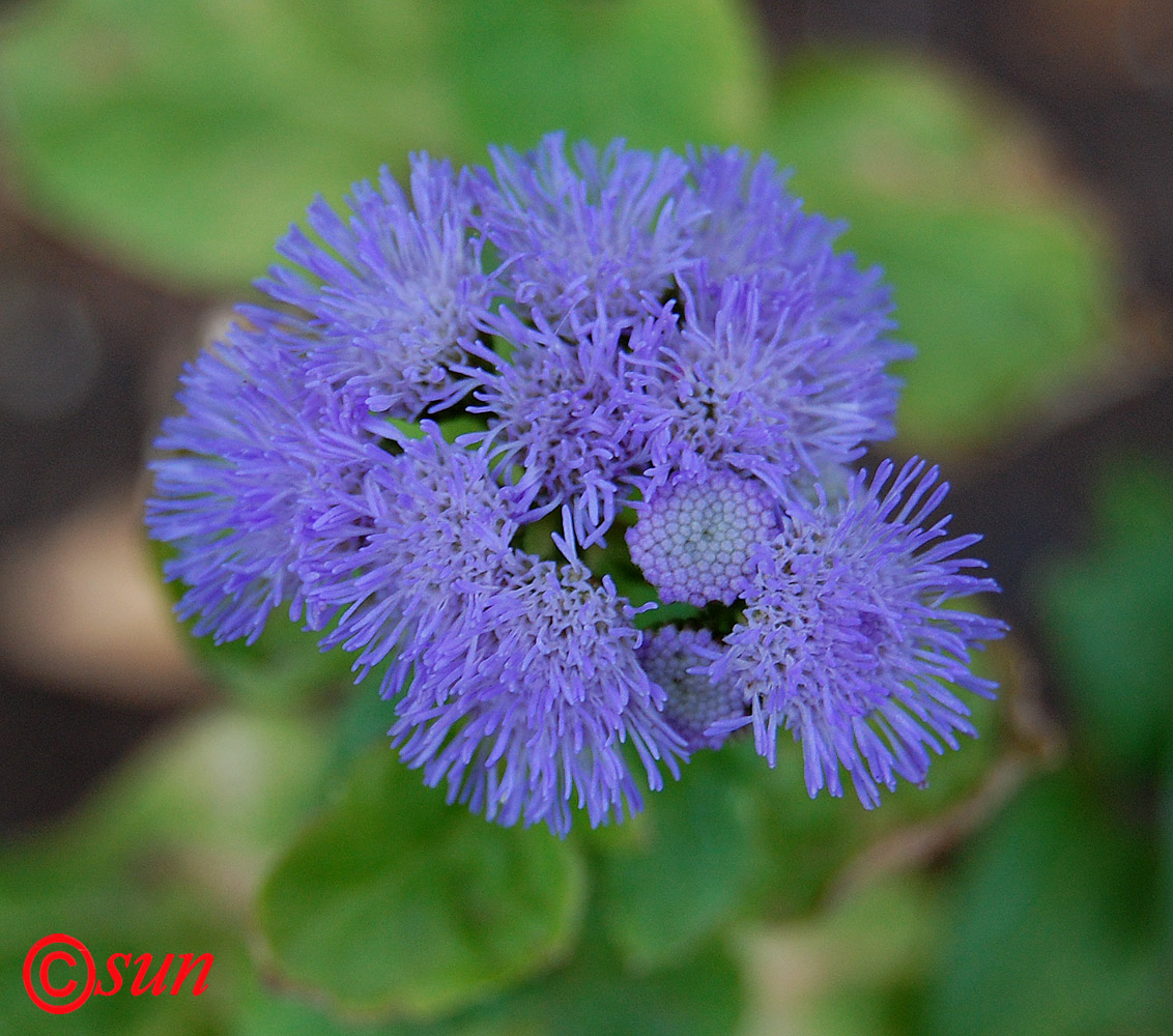 Изображение особи Ageratum houstonianum.