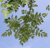 Koelreuteria paniculata