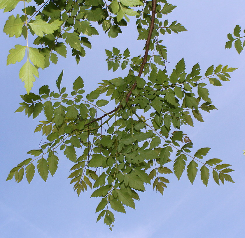 Изображение особи Koelreuteria paniculata.