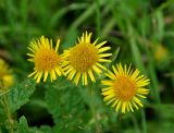 Inula britannica