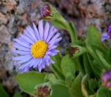 Aster spathulifolius