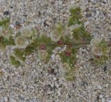 Salsola pontica. Часть веточки с плодами. Греция, Халкидики, п-в Ситония (Σιθωνία), пляж. 25.09.2014.