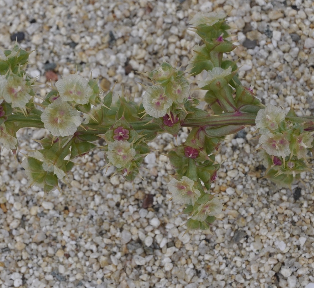 Image of Salsola pontica specimen.