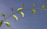 Actinidia arguta