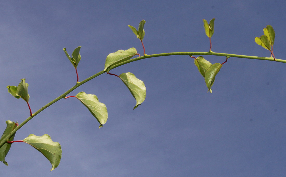 Изображение особи Actinidia arguta.