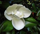 Magnolia grandiflora. Цветок и листья. Италия, Падуя (Padova), парк Giardini dell'Arena. Июль 2014 г.