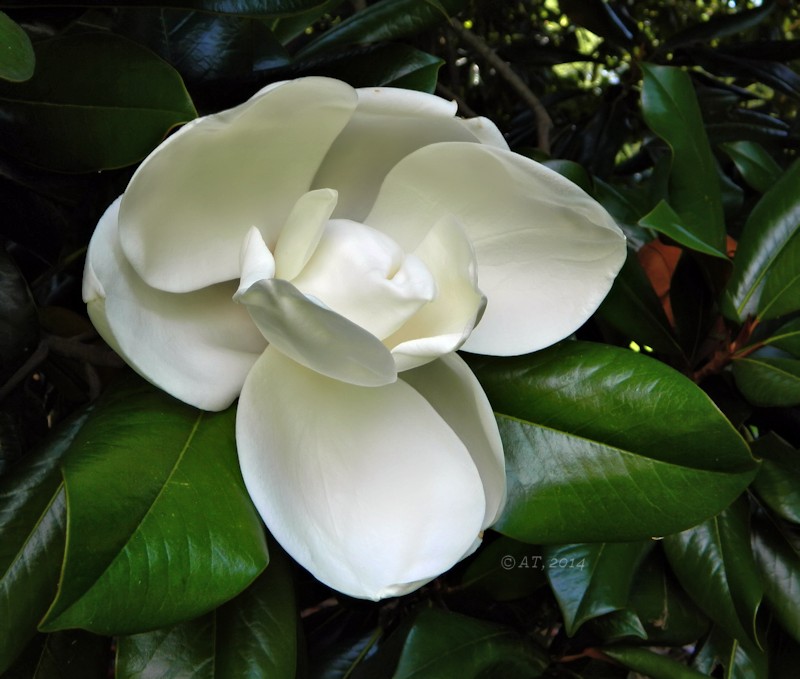 Изображение особи Magnolia grandiflora.
