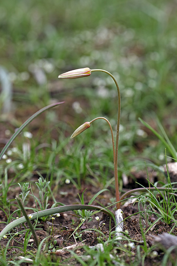 Image of Tulipa buhseana specimen.