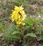 Pedicularis oederi. Цветущее растение. Якутия, дельта р. Лена, остров Столб. 15 июля 2014 г.