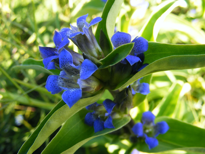 Image of Gentiana cruciata specimen.