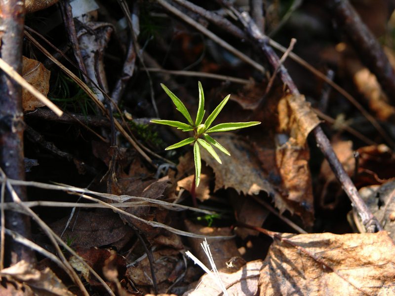 Изображение особи Anemone debilis.