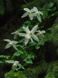 Atragene sibirica. Цветущее растение. Тянь-Шань, Заилийское Алатау, еловый пояс гор, 2500м н.у.м.