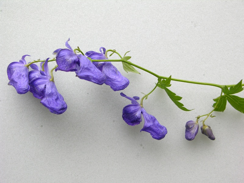 Изображение особи Aconitum fischeri.