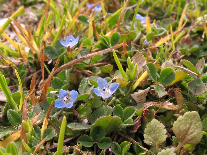 Image of Veronica opaca specimen.