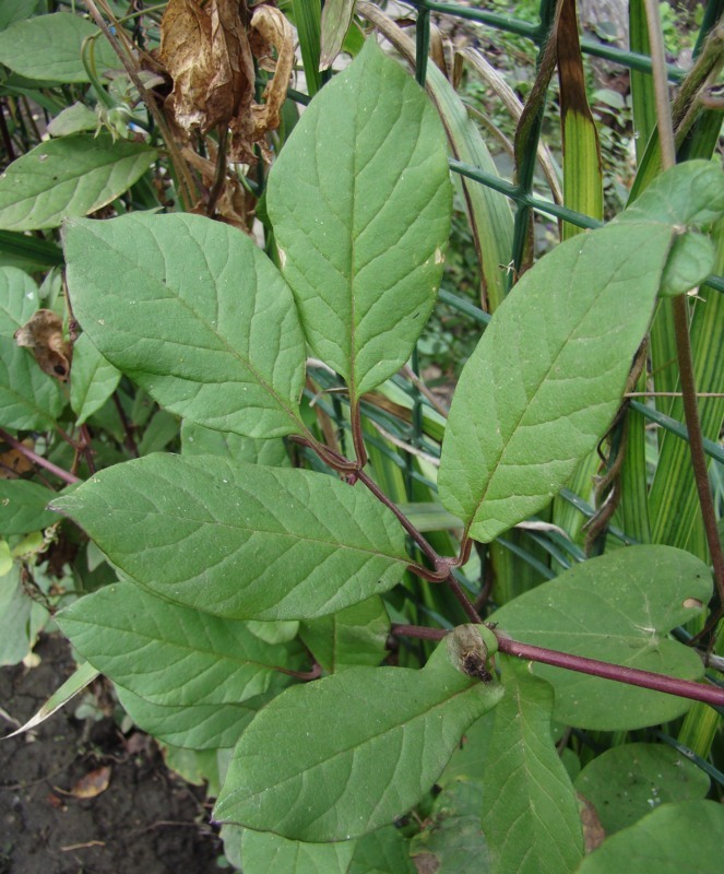 Изображение особи Cobaea scandens.