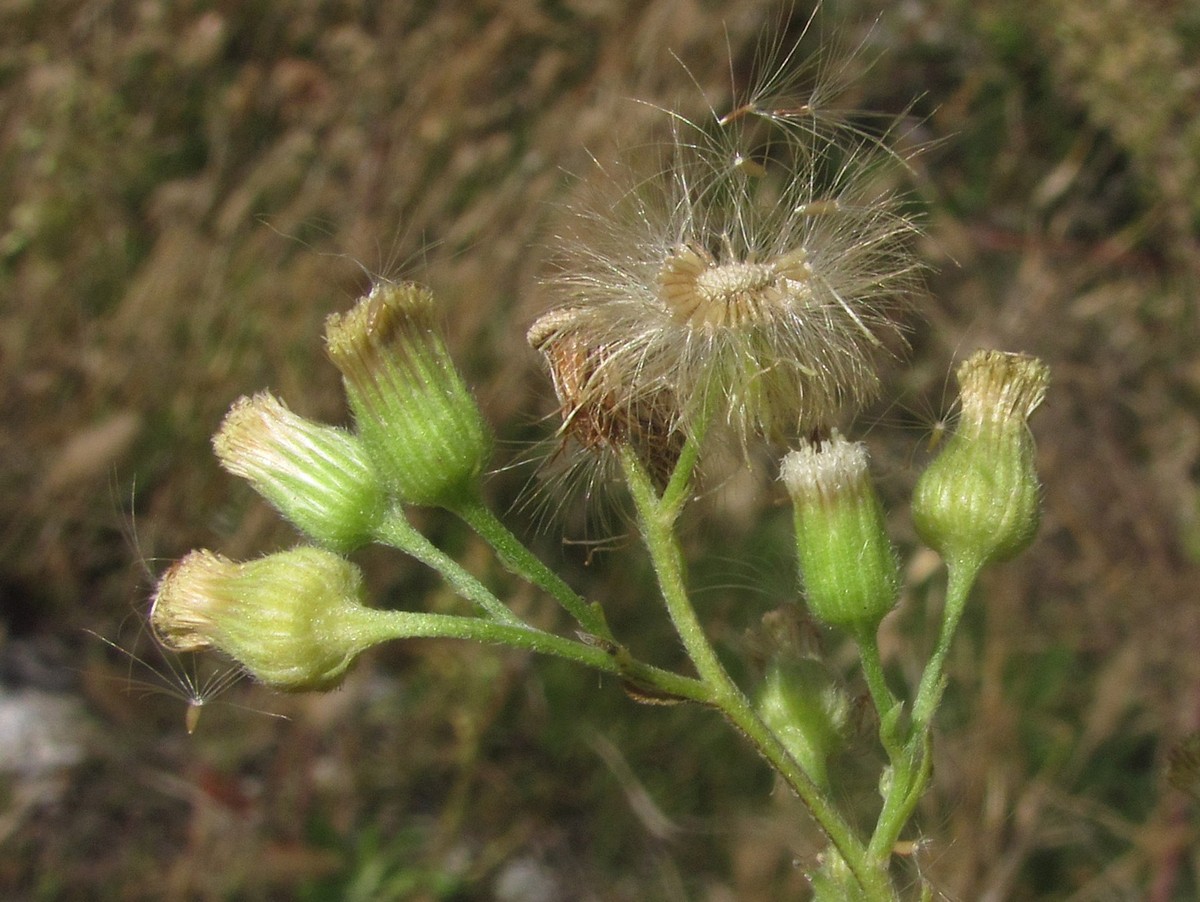 Image of Conyza sumatrensis specimen.