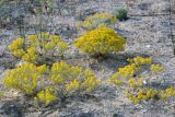 Odontarrhena borzaeana