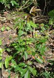 Ampelopsis cantoniensis. Плодоносящее растение. Андаманские острова, остров Лонг, опушка влажного тропического леса. 07.01.2015.
