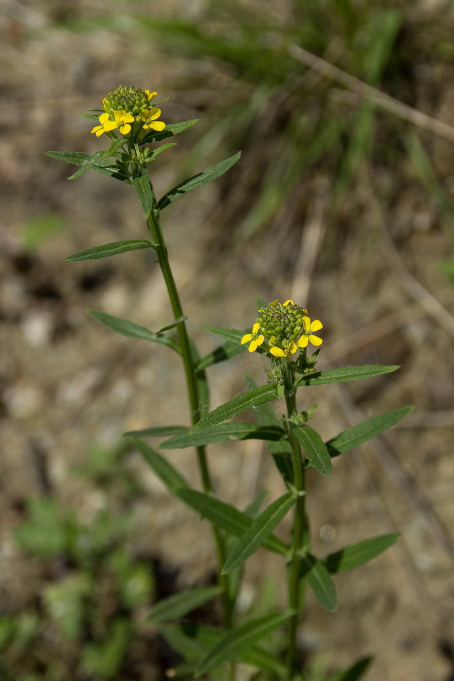 Image of Erysimum hieraciifolium specimen.