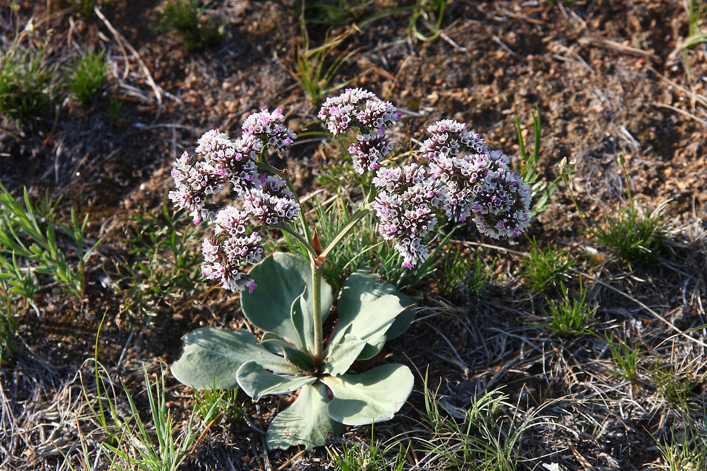 Изображение особи Goniolimon speciosum.