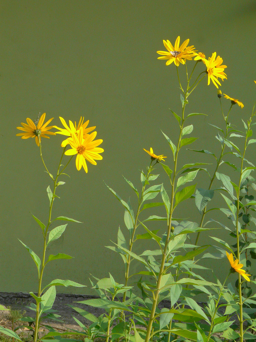 Изображение особи Helianthus tuberosus.