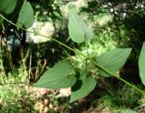 Dioscorea caucasica