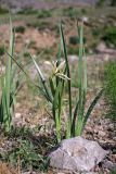 Iris halophila