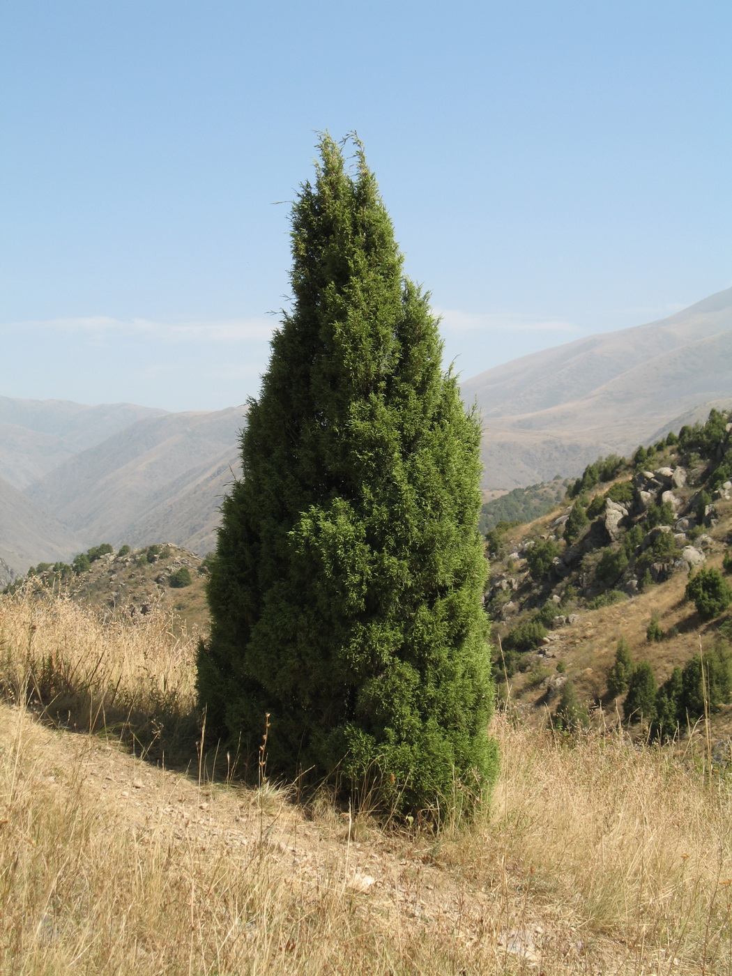 Изображение особи Juniperus semiglobosa.