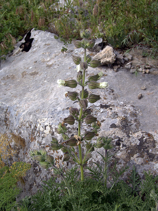 Изображение особи Salvia trautvetteri.