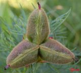 Paeonia tenuifolia